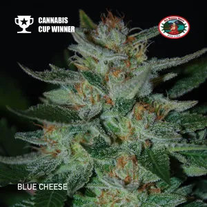 Big Buddha Seeds - Blue Cheese