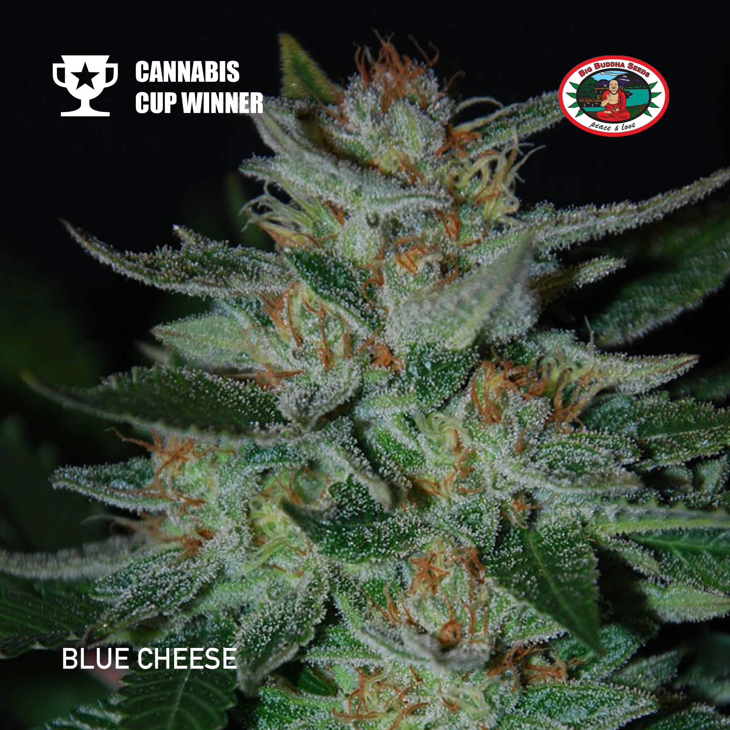 Big Buddha Seeds - Blue Cheese