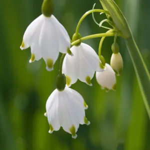 Snowdrops Fragrance Oil